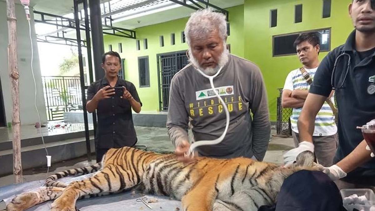 Harimau yang Masuk Perangkap Usai Serang Warga di Aceh Selatan Luka Parah
