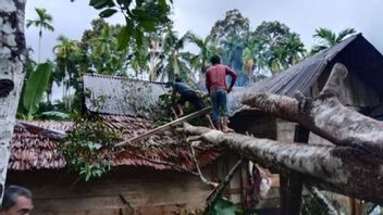 Berita Aceh Terkini: 5 Rumah Rusak di Aceh Jaya Akibat Tertimpa Pohon