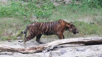 The Sumatran Tiger 'Land Off Mount' Mangsa A Citizen's Dog In Agam, West Sumatra