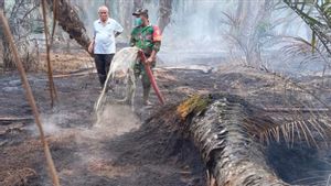 Kebun Sawit di Lahan Gambut Terbakar, Mukomuko Kini Diliputi Kabut Asap