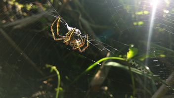 بحث يكشف أن الحرير العنكبوت يمكن أن تحل محل البلاستيك ذات الاستخدام الواحد