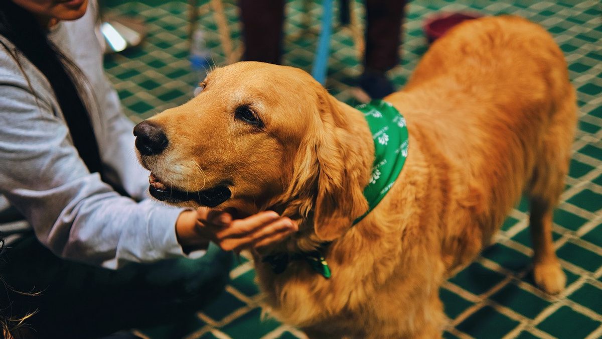 This Hospital In Belgium Allows Pets To Accompany Patients Who Undergo Long-Term Treatment
