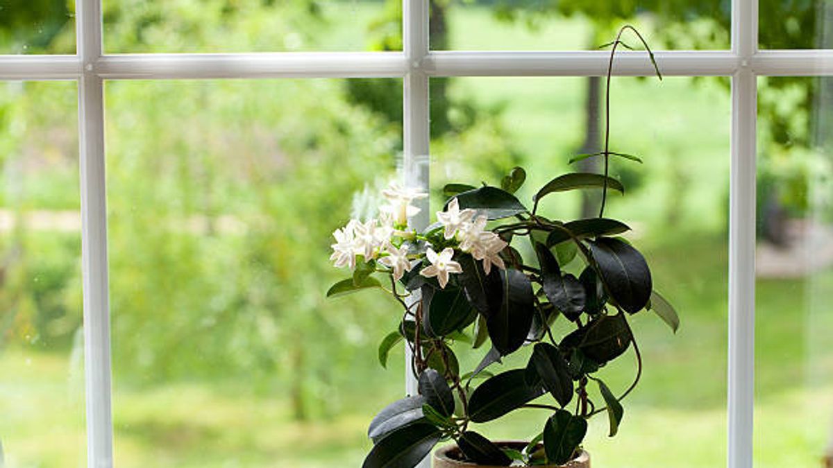 これらの観賞用植物を部屋に入れることによって家をより香ばしくする