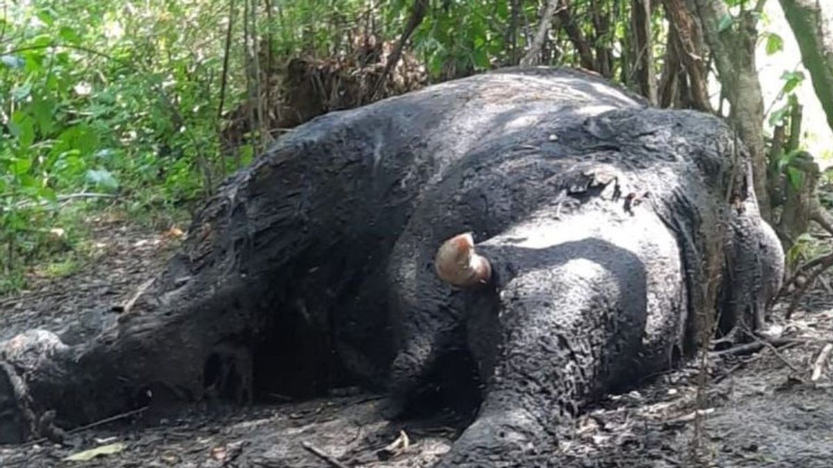 Le gouvernement provincial de Nagan Raya a mis en place une équipe pour enquêter sur la cause du décès d’éléphants