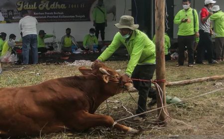 Bisa Deteksi Kurban Tanpa PMK, Ratusan 