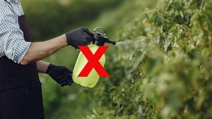 Danges des pesticides pour le corps : Voici leurs effets et comment les prévenir