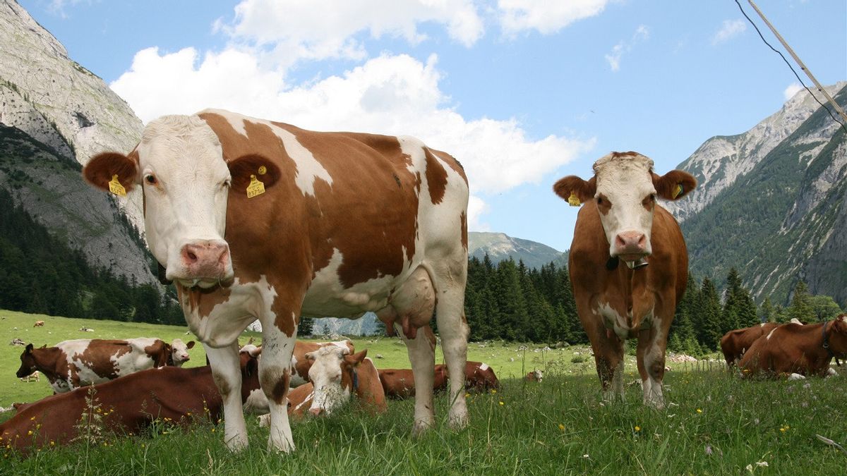 Nikon développe son système d'appareil photo avec intelligence artificielle pour détecter les vaches qui donnent naissance à la vache