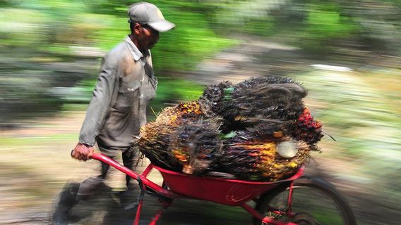 Sri Mulyani Extensions Export CPO Tariffs, Hopes That Me Delimpang Domestic Stock And Untung Farmers