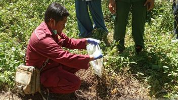 Tim Gabungan Ambil Sampel Babi Hutan Mati Mendadak di Agam