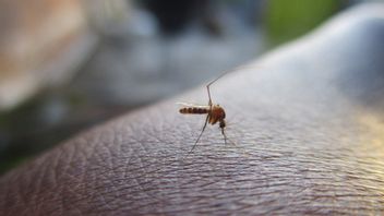 COVID-19 パプア参加者の伝染はマラリアと下痢も持っている