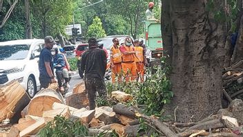 梅雨の真っ只中に倒木を防ぐ、東ジャカルタ市政府が集中的に剪定