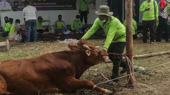 イドゥラダ2023、バベルは犠牲的な動物の健康を監視するために300人を配備します