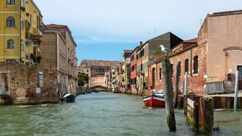 「攻撃的な」カモメ、水ピストルで武装したヴェネツィアの観光客を追放する