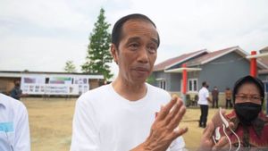 Rumah Sehat Korban Banjir Jayapura yang Ditinjau Jokowi, Ada Pekarangan untuk Menanam Bayam, Beternak Babi dan Lele