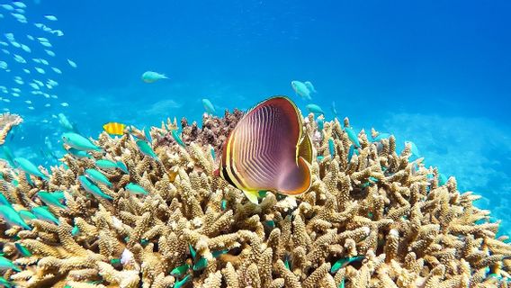 La Chine Soutient L’UNESCO Pour Inclure La Grande Barrière De Corail Sur La Liste Des « En Péril »