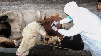 政府说298，474头牛受口蹄疫影响，牛和水牛农民协会：真实数据要大得多