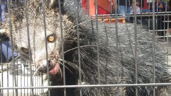 Les Animaux Binturong Qui Pénètrent Dans Les Maisons Des Résidents à Payakumbuh Sont Remis à BKSDA