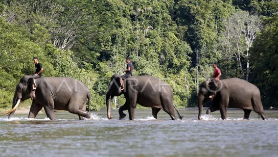 BKSDA : Le conflit entre les animaux protégés d’Aceh depuis cinq ans atteint 787 fois