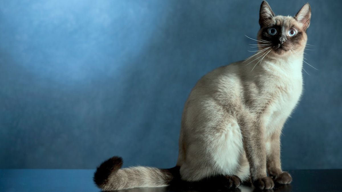 Can Live For 20 years, These Are 7 Long-lived Cat Breeds