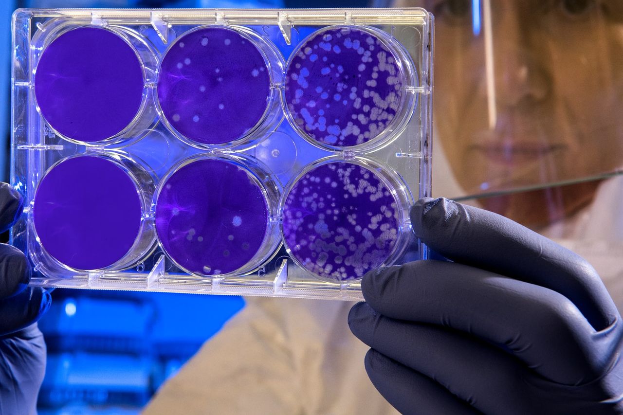 科学者は、豚インフルエンザウイルスのパンデミックの可能性を明らかにします