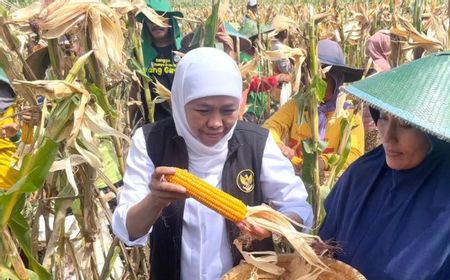 Gubernur Jatim Panen Jagung Varietas Reog di Ponorogo