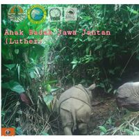 Dua Individu Baru Lahir, Badak Jawa di Taman Nasional Ujung Kulon Bertambah