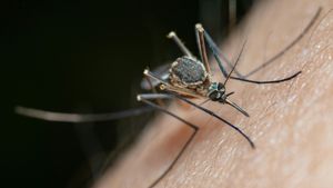  Golongan Darah O Ternyata Lebih Disukai Nyamuk, Ini Penjelasan Ilmiahnya