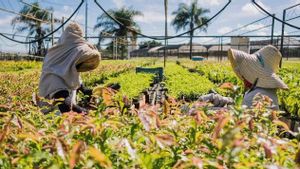 Google Danai Reforestasi Amazon Lewat Startup Brasil, Jadi Pemasok Kredit Karbon Terbesar