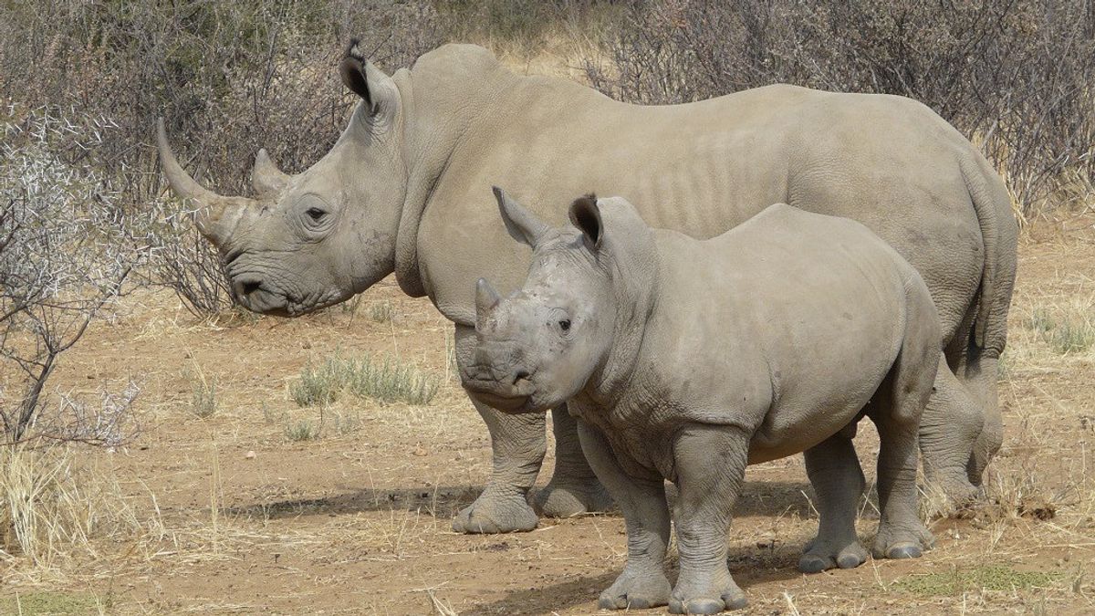 سباق ضد الزمن، والعلماء سباق لإنتاج الأجنة وحيد القرن الأبيض الشمالي