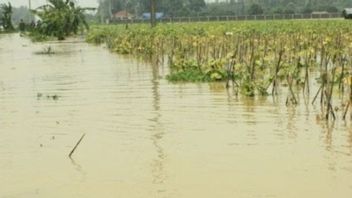 Pemkab Bekasi Siapkan Ganti Rugi Areal Sawah Terdampak Banjir