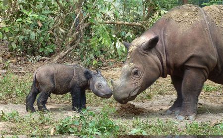 Kabar Baik, Studi Genetik Ungkap Peluang Pelestarian Badak Sumatera