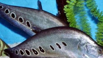 자바 벨리다 물고기는 멸종 위기에 처해 있으며 KKP는 인구 데이터 수집을 수행합니다.