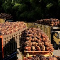 Harga Referensi CPO dan Kakao Menguat per Mei