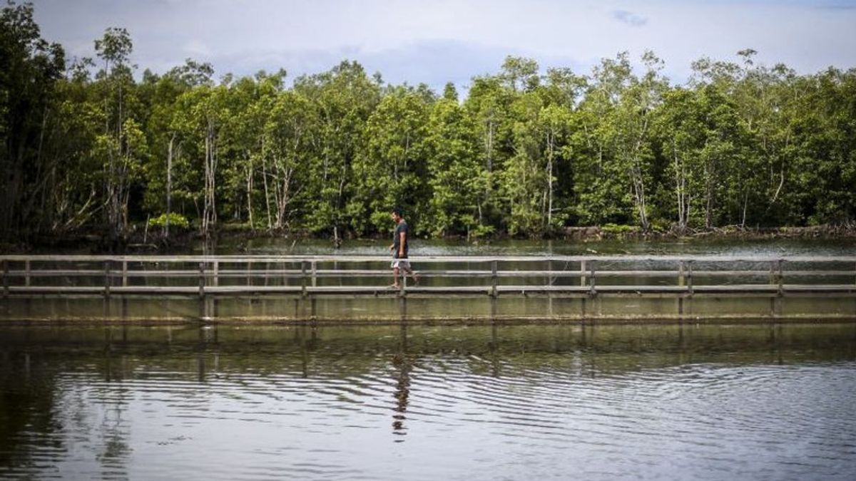 Walhi Minta Polri Jerat Perusahaan Pembalak Hutan Mangrove di Indonesia