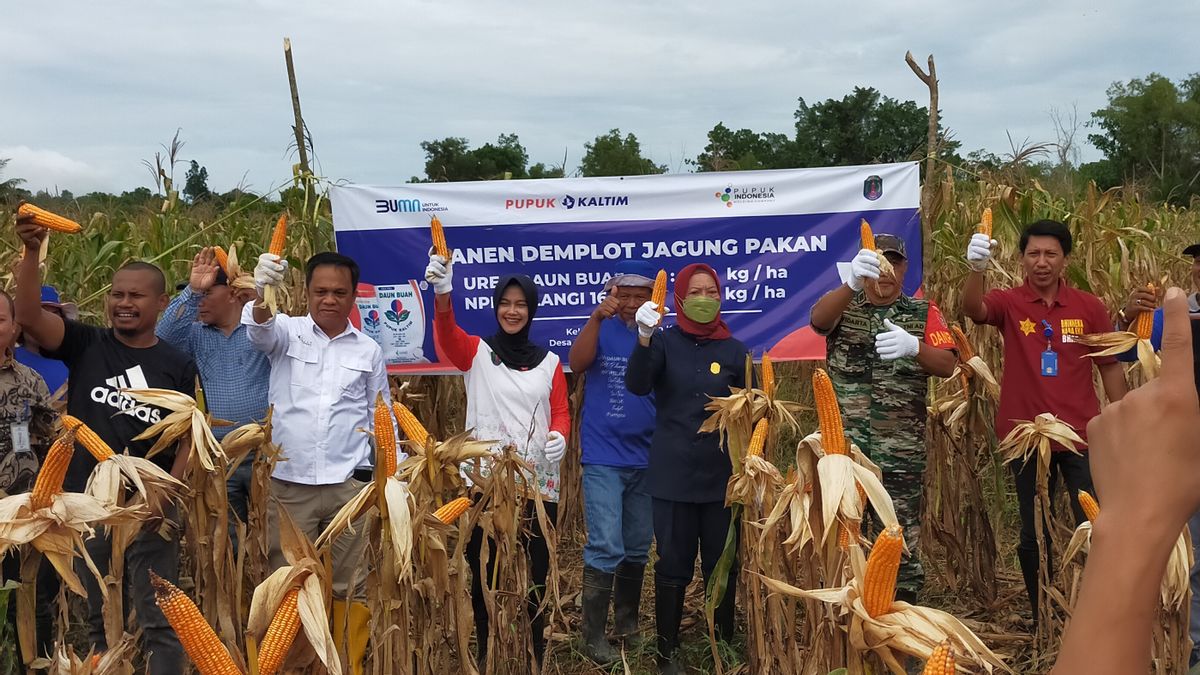 举行示范地，Pupuk Kaltim提高努努坎玉米籽粒生产力