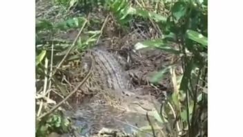 Large Crocodiles Appear In Panakkukang Makassar To Make Residents Restless