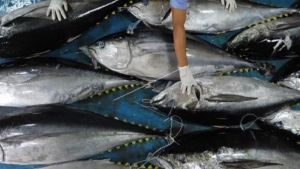这两家国有企业在Biak Numfor建立了鱼类加工