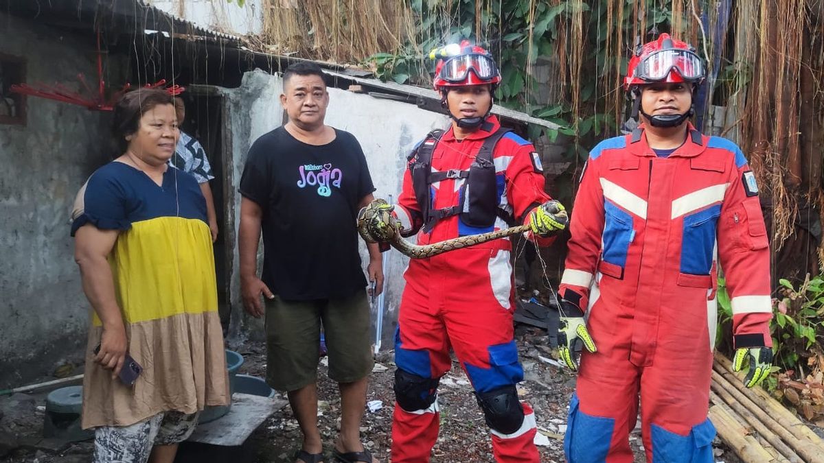 Ular Sanca 1,5 Meter Ditemukan di Asbes Kamar Mandi Rumah Warga Tanjung Priok