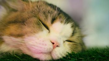 10 أوضاع نوم القط ومعانيها التي يجب معرفتها