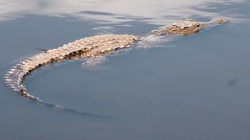 科学家说鳄鱼可以长尾巴，发展人类再生能力的潜力