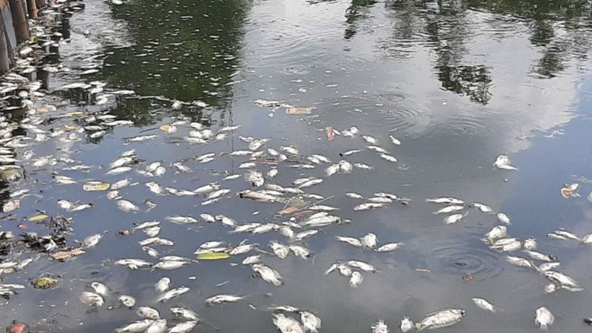 Thousands Of Dead Fish On Mount Putri, Bogor Regent Asked DLH To Investigate