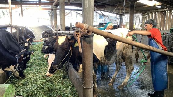 6 dari 10 Ekor Sapi yang Terpapar PMK di Belitung Dinyatakan Sembuh