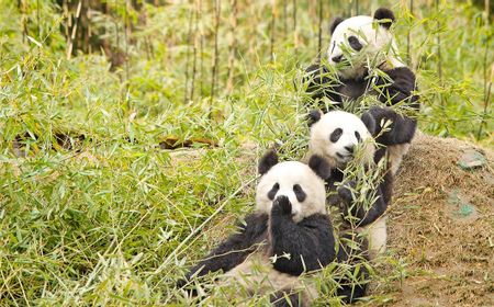 Lempar Rokok hingga Meludah, 12 Wisatawan Dilarang Memasuki Penangkaran Panda Seumur Hidup