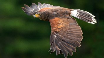 Banish Pigeons, Metro Station In San Francisco 'contracts' Hunting Eagles For Patrol