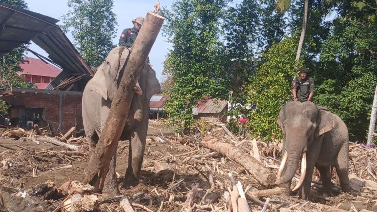 Provincial Government: Bandang Flood Used Wood Is Prohibited From Being Taken Out Of Aceh