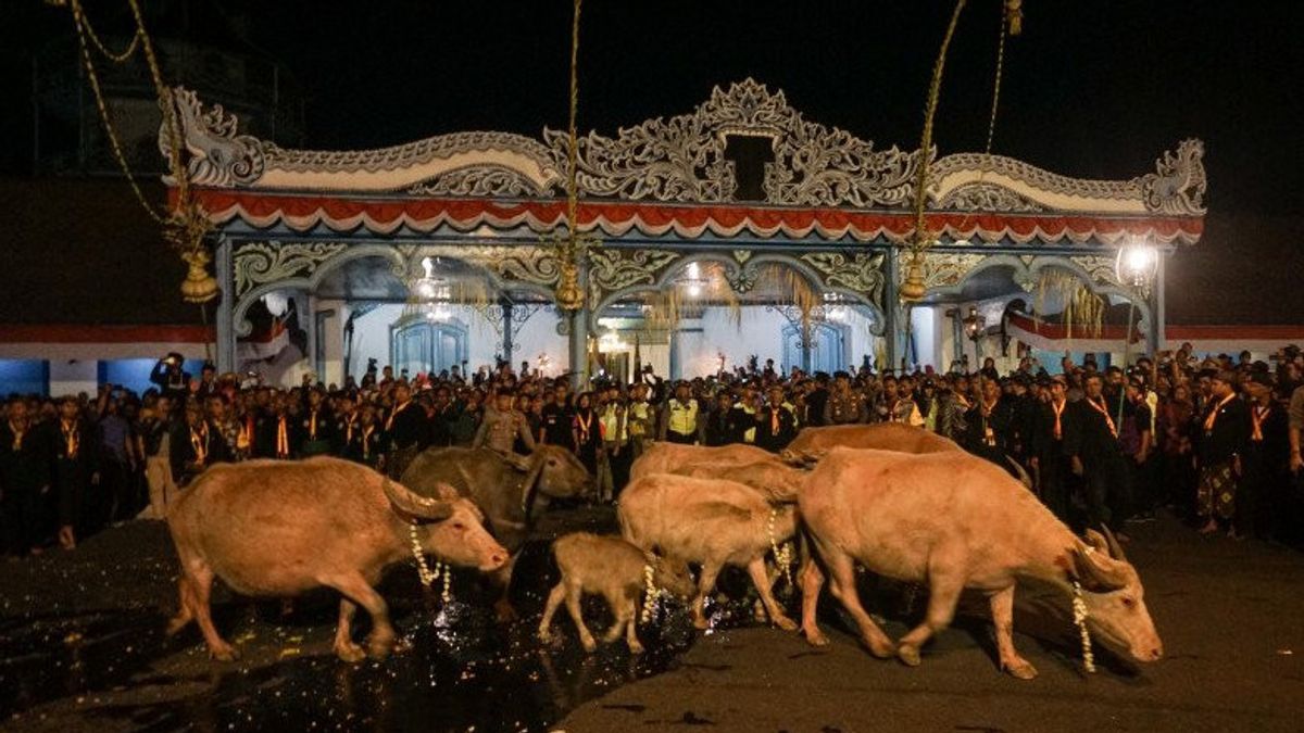 Commemoration Of 1 Suro Involved, 1 Bule Buffalo In Surakarta Palace Died, 7 Exposed To PMK