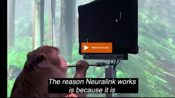 サルの成功テスト後、イーロンマスクはニューラリンクがすぐに人間に直接テストされると主張する