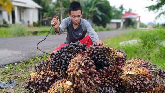 Saingi Malaysia, Mendag Zulhas Ingin Indonesia Atur Sendiri Harga Acuan Sawit