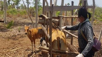 منع مرض الحمى القلاعية في حظائر الماشية NTT ، سيتم جمع الأطباء البيطريين في كوبانغ
