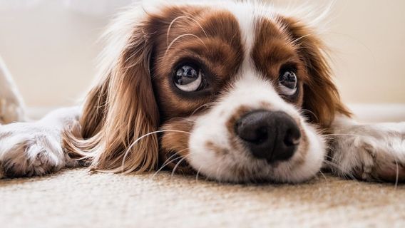 Investigasi Penjualan Daging Anjing di Pasar Senen: Modus Berdagang Daging Babi